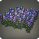 Lupinen-Beet