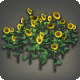Sonnenblumen-Beet