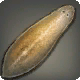 Mitraschnecke