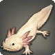 Winziger Axolotl