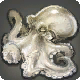 Albino-Oktopus