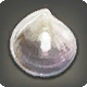 R&auml;tselhafte Muschelschale