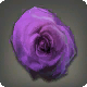 Getrocknete violette Altrosen