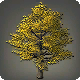 Herbstlicher Ginkgo