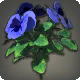 Blaue Veilchen