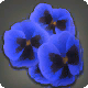 Getrocknete blaue Veilchen
