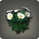 Wei&szlig;e G&auml;nsebl&uuml;mchen