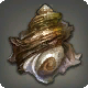 Gekochte Turbanschnecke