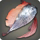 Mhigischer Bandfisch