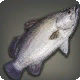 Yanxia-Barramundi