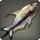 Samurai-Fisch