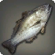 Rubin-Adlerfisch