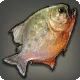 Miounne-Fisch