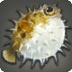 Igelfisch
