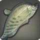 Bogenfisch