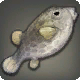 Schwarzer Kofferfisch