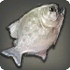 Abalathischer Pipira