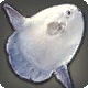 Seidener Sonnenfisch
