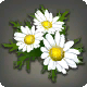 Wei&szlig;e G&auml;nsebl&uuml;mchen-Haarspange