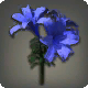 Blaue Lilien