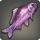 Violetter Prismenfisch