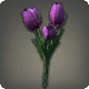 Violette Tulpen