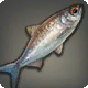Azim-Barramundi