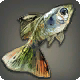 Regenbogen-Killifisch