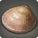 Schalenmuschel