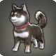 Schwarzer Shiba-Welpe