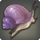 Purpurschnecke