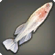 Nebel-Killifisch