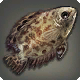 Get&uuml;pfelter Ctenopoma