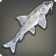 Schattencyprinid