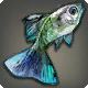 Poecilia