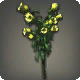 Gelbe Glockenblumen