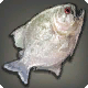 Rak'tika-Piranha
