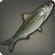 Rhotano-Sardine