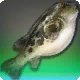 Schweigefisch