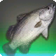 Barramundi