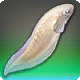 Schlangenfisch