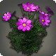 Violette Cosmeen