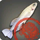 Inspizierter Federfall-Reisfisch