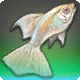 Mondlichtguppy