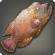 Blutlippenfisch