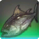 Derber Thunfisch