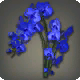 Blaue Mondorchideen