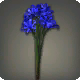 Blaue Triteleia