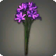 Violette Triteleia