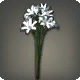 Wei&szlig;e Triteleia